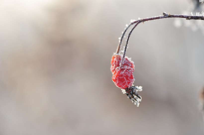 冬季挂霜红果图片(9张)