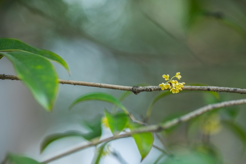 香甜的金色桂花图片(13张)