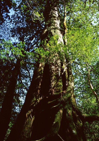 古老的树干图片(19张)