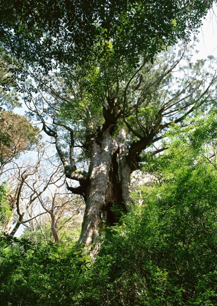古老的树干图片(19张)
