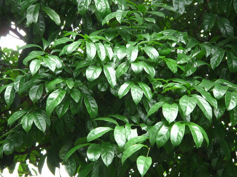 海南红豆植物图片(6张)