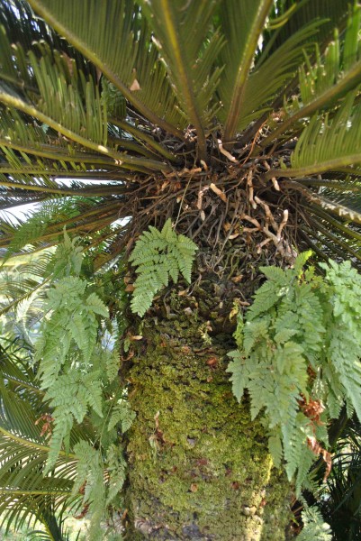 海南苏铁植物图片(2张)