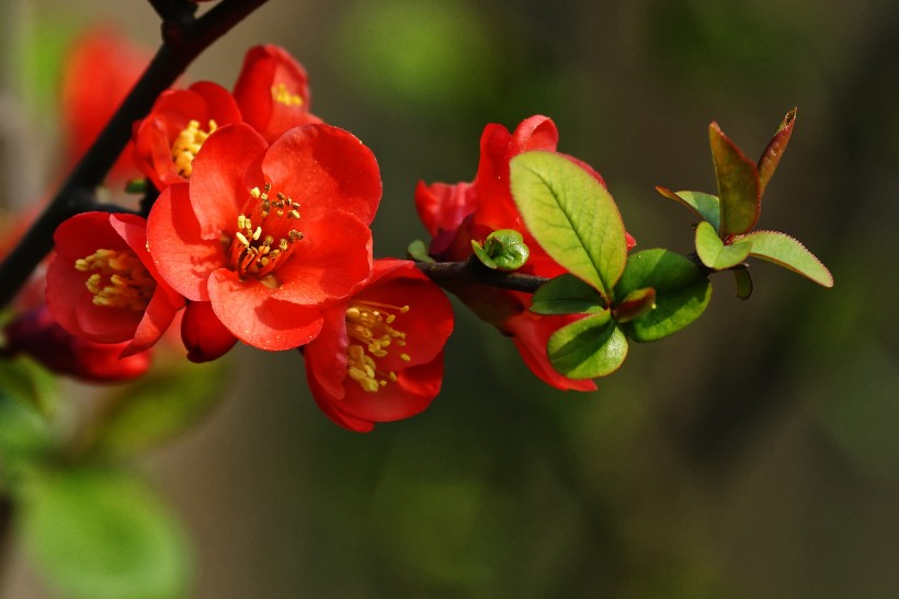 火红海棠图片(15张)