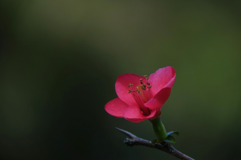 粉色海棠花图片(14张)