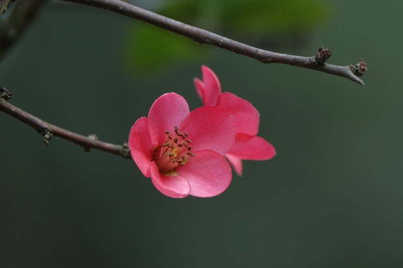 火红的贴梗海棠图片(10张)