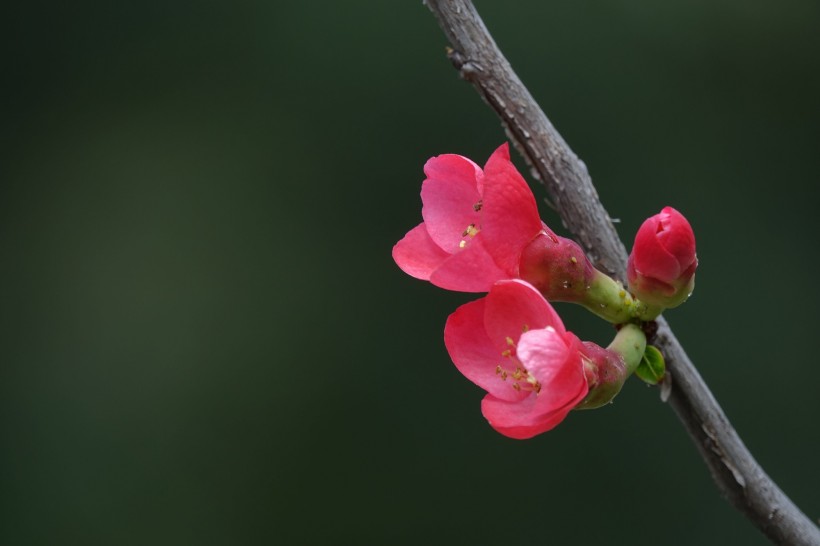 粉色海棠花图片(7张)
