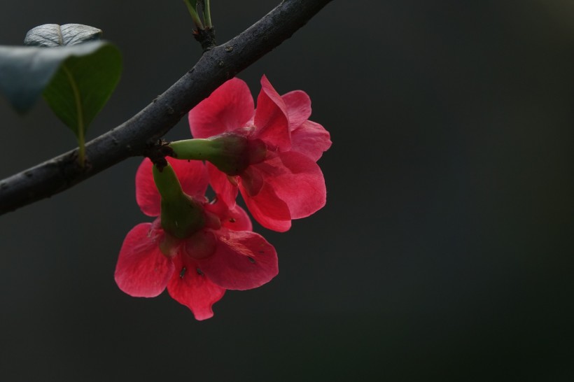 火红的贴梗海棠图片(10张)