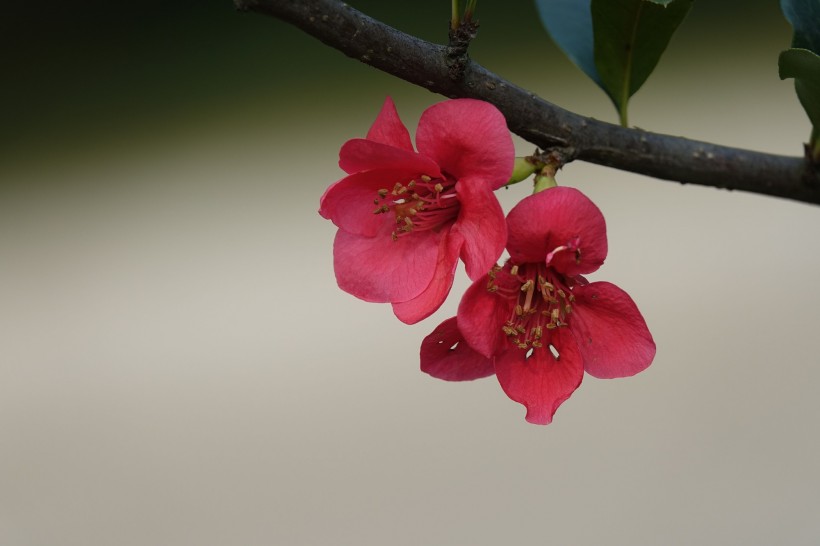粉色海棠花图片(7张)