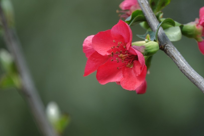 红色海棠花图片(16张)