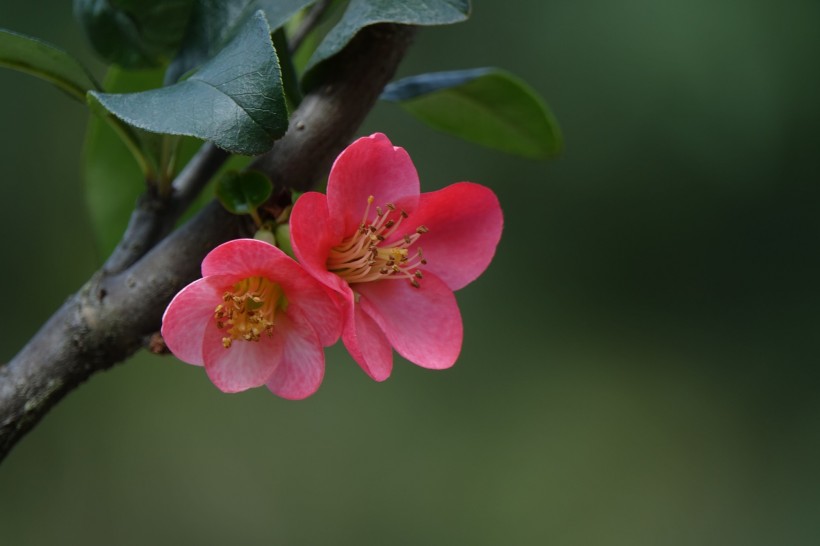 红色海棠花图片(11张)
