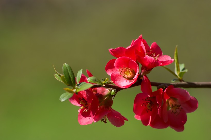 鲜艳的海棠花图片(24张)