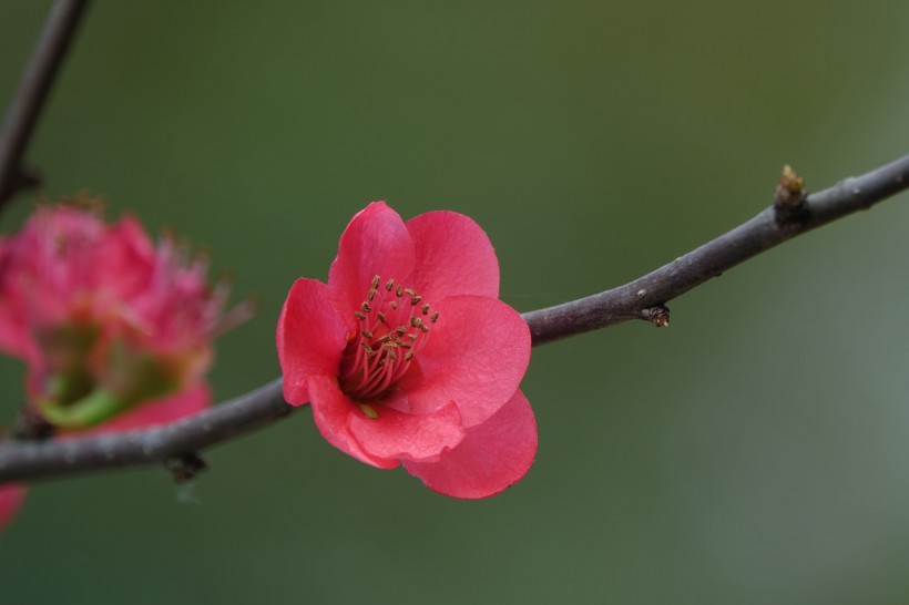 玫红色的海棠花图片(10张)
