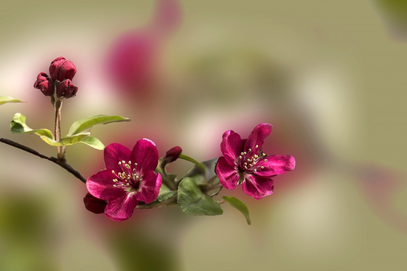 海棠花图片(7张)