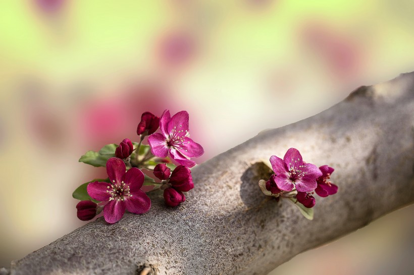 海棠花图片(7张)