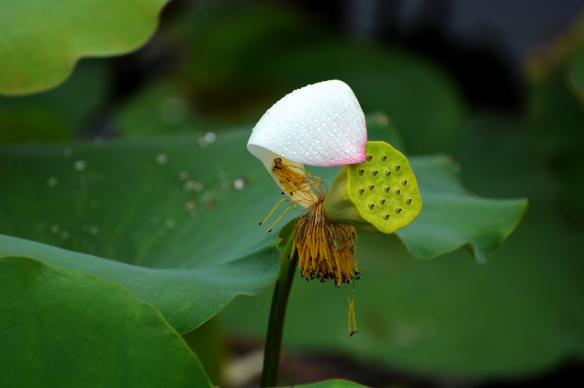 荷花蕊图片(16张)