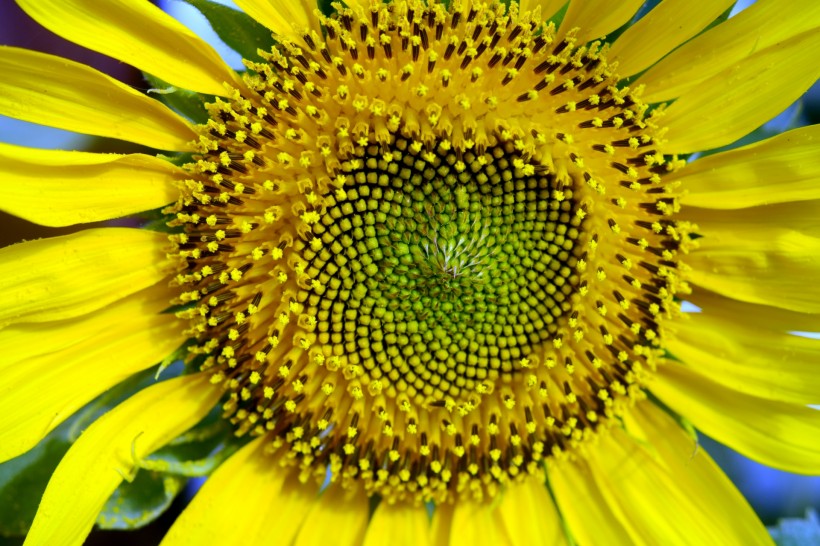 温暖金黄的向日葵图片(10张)