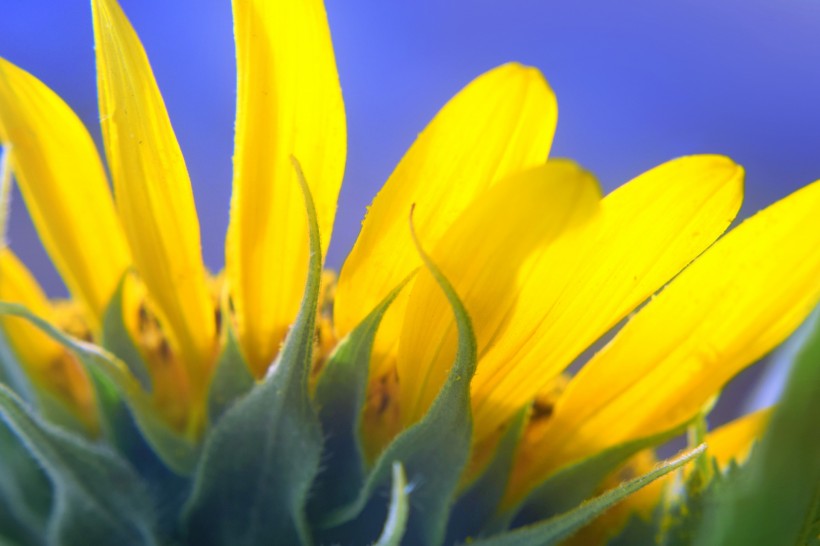温暖金黄的向日葵图片(10张)