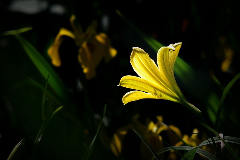 金黄色的萱草花花卉图片(8张)