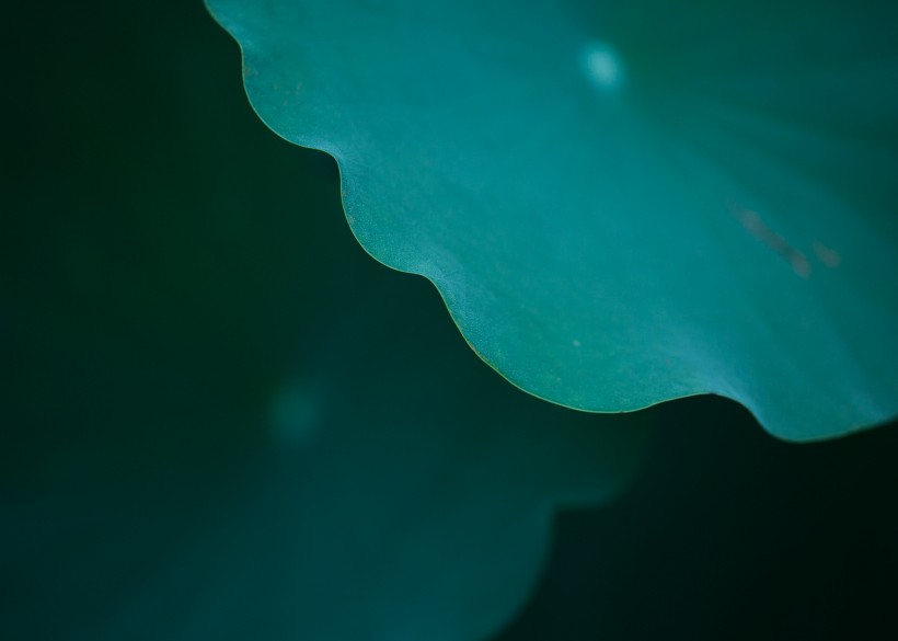 翠绿的荷叶和水珠图片(13张)