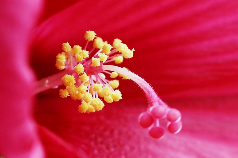 芙蓉葵花卉图片(8张)