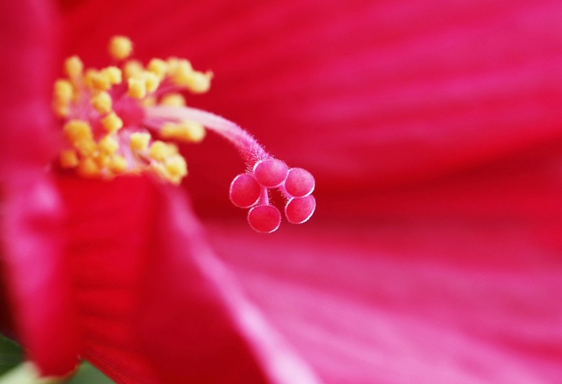 芙蓉葵花卉图片(8张)