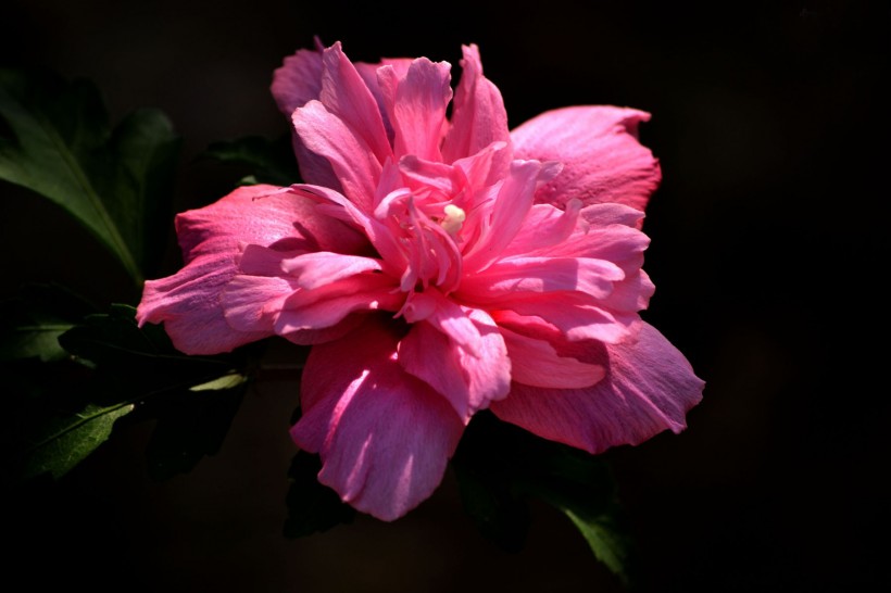 粉色木槿花图片(13张)