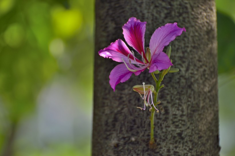 紫荆花图片(9张)