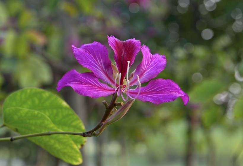 靓丽紫荆花花卉图片(10张)