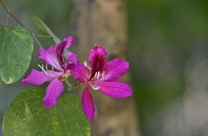 紫荆花图片(8张)