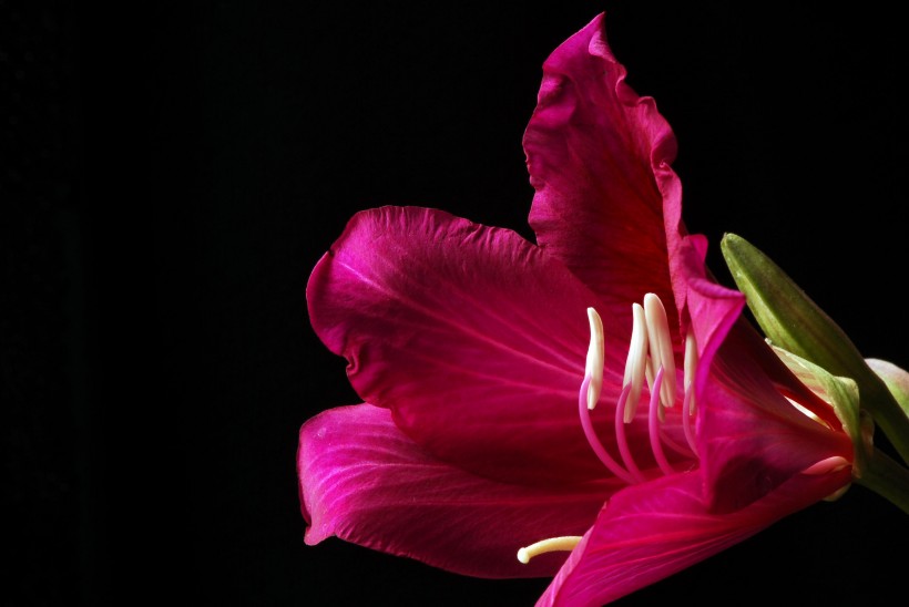 靓丽紫荆花花卉图片(10张)