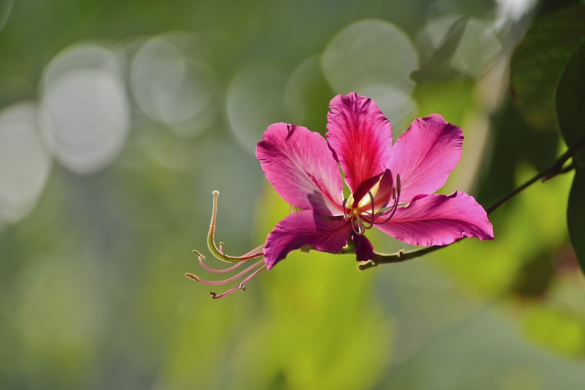 紫荆花图片(9张)