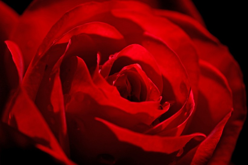 好看的红玫瑰花图片(14张)