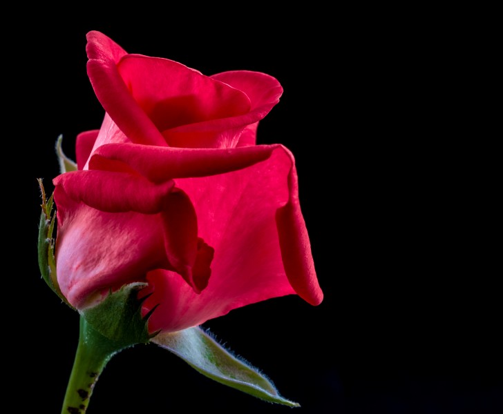 红玫瑰高清图片(13张)