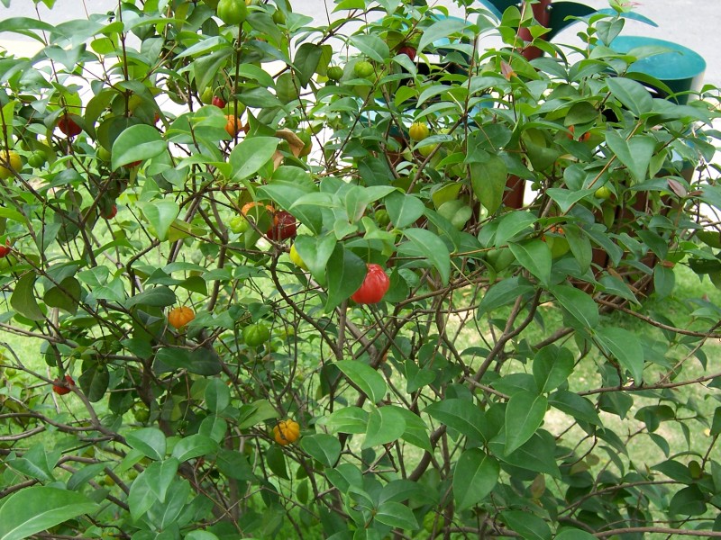 红果仔植物图片(9张)