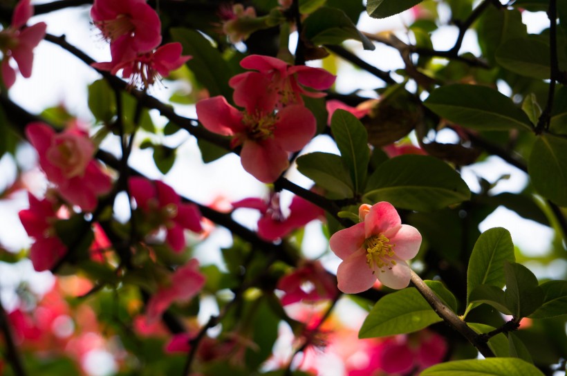 红海棠花图片(8张)