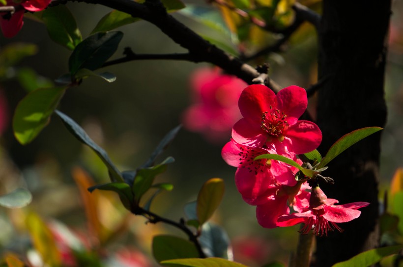 红海棠花图片(8张)