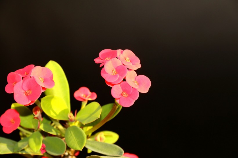 高光下的小红花图片(5张)