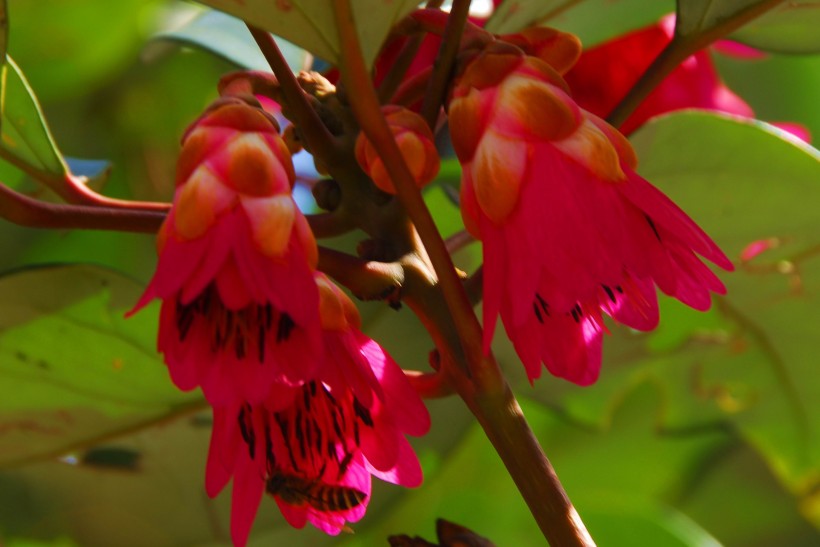 红花荷植物图片(12张)
