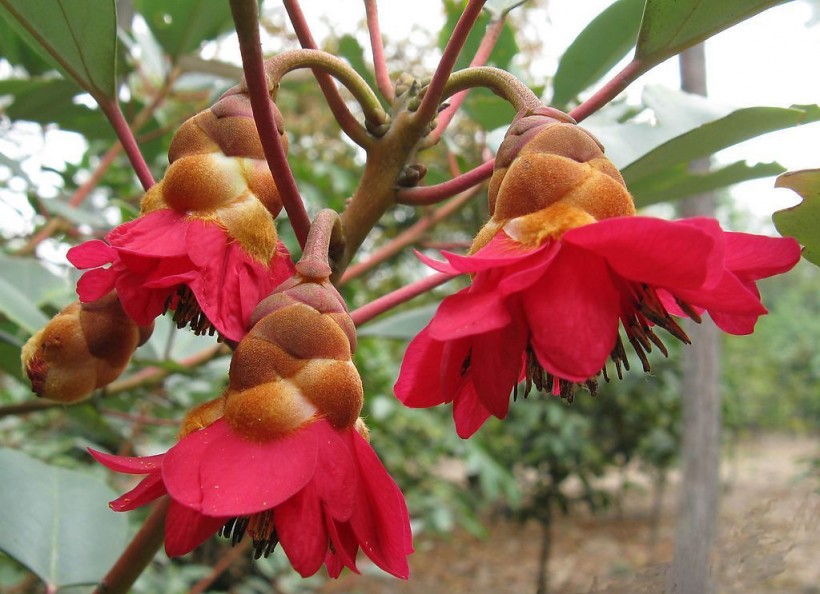 红花荷植物图片(12张)