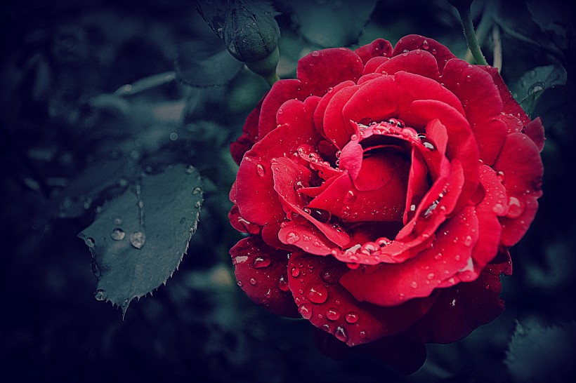 鲜艳的红玫瑰图片(11张)