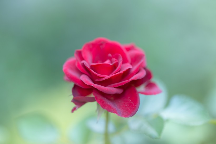 鲜艳的红玫瑰图片(11张)