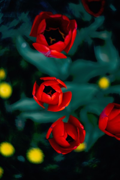 艳丽高贵的红玫瑰图片(11张)