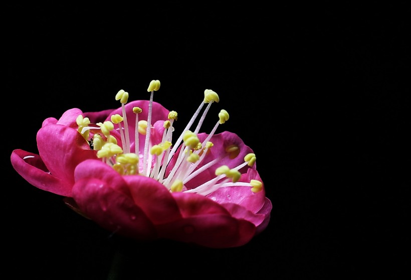 红梅花图片(6张)