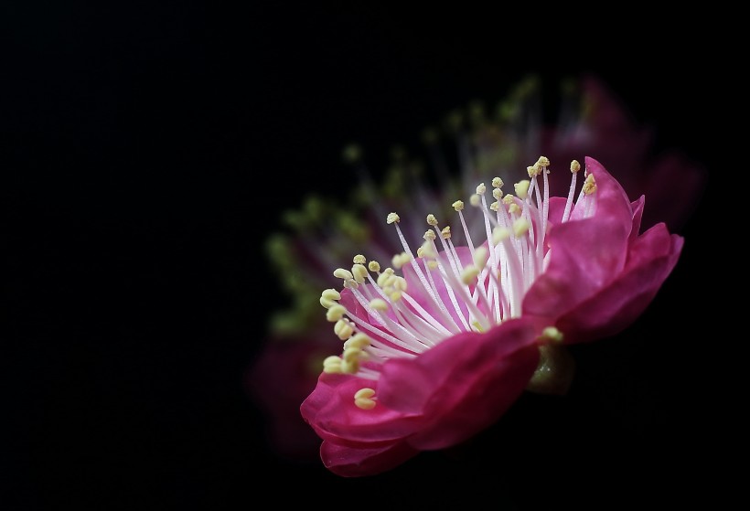 红梅花图片(6张)