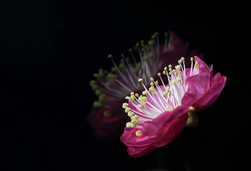 红梅花图片(10张)