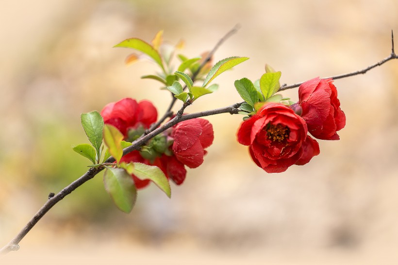 红色的海棠花图片(8张)