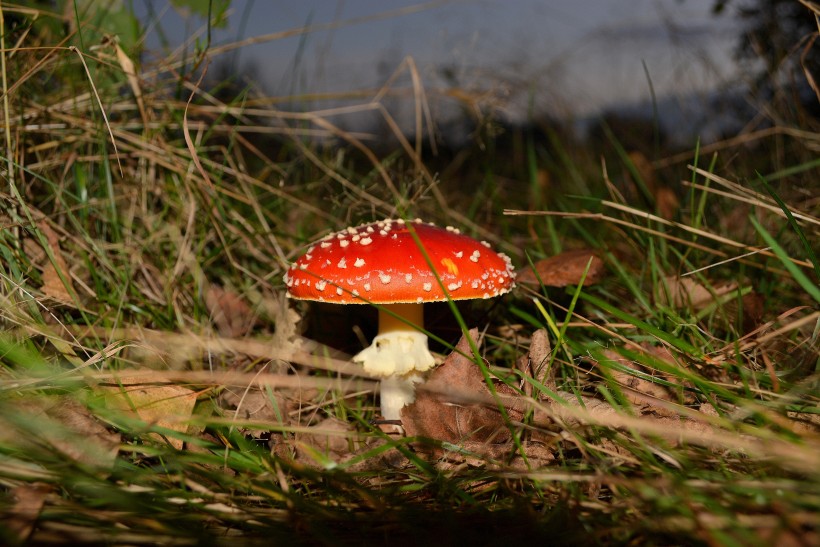 生长在地上的一只红色毒蘑菇图片(12张)
