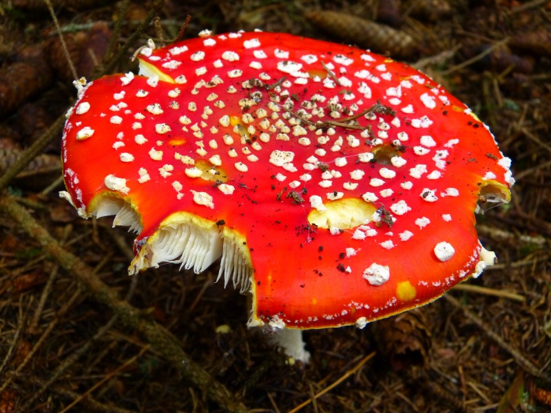 生长在地上的一只红色毒蘑菇图片(12张)