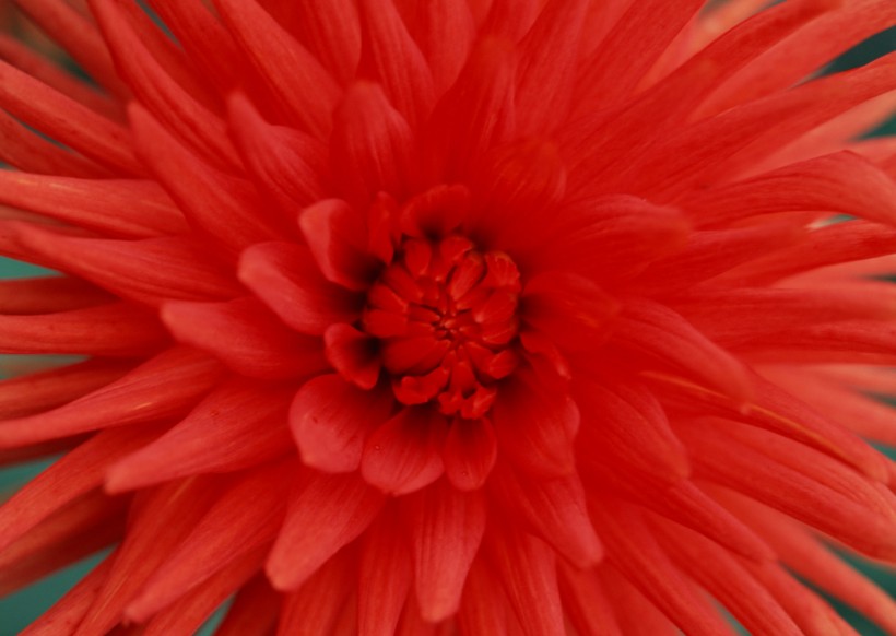 红色花朵花瓣背景图片(19张)