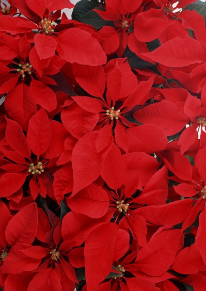 红色花朵花瓣背景图片(19张)
